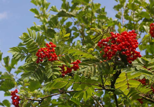 Rowan (Sorbus aucuparia) (132)
