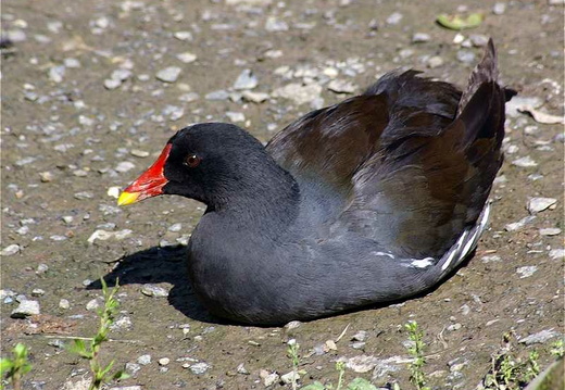 Moorhen (Gallinula chloropus)