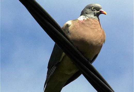 Wood Pigeon (Columba palumbus) (134)