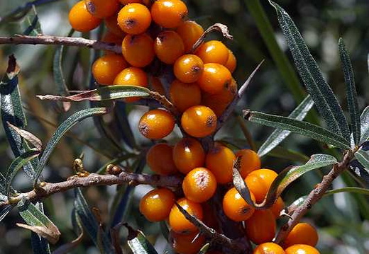 Sea Buckthorn (Hippophae rhamnoides) (135)