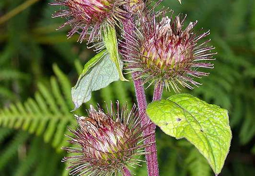 Lesser Burdock (Arctium minus)