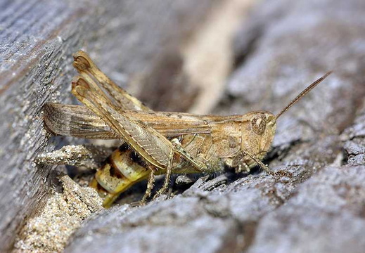 Common Field Grasshopper (Chorthippus brunneus)