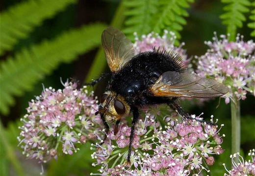 Giant Tachinid Fly (Tachina grossa) (138)
