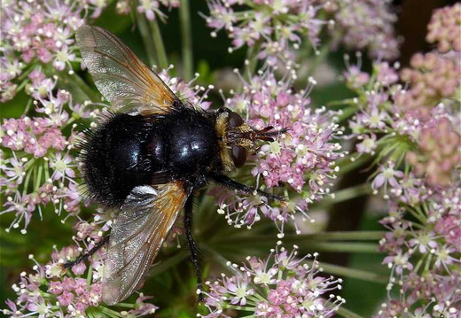 Giant Tachinid Fly (Tachina grossa) (139)