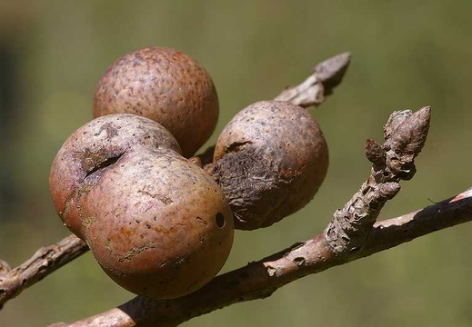Marble Gall (Andricus kollari)