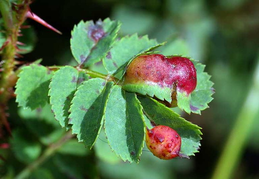 Diplolepis spinosissimae galls
