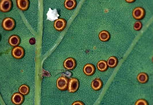 Silk Button Gall (Neuroterus numismalis)