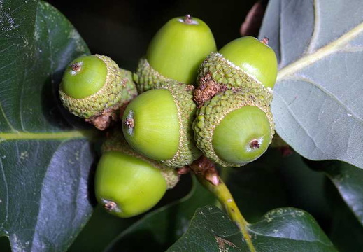 Sessile Oak (Quercus petraea)