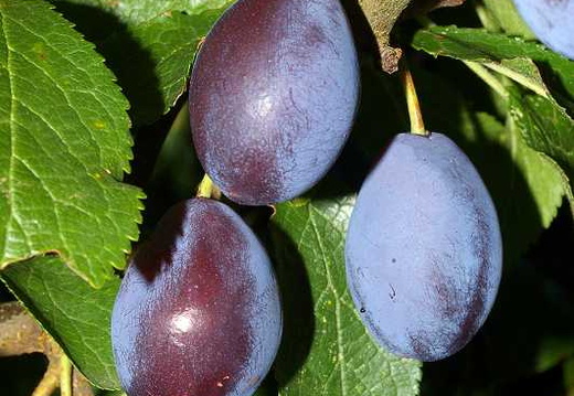 Damson (Prunus domestica subsp. insititia) (149)