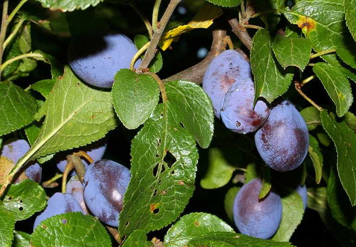 Damson (Prunus domestica subsp. insititia) (148)
