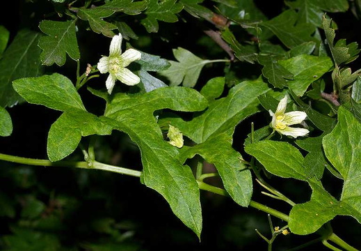 White Bryony (Bryonia alba)
