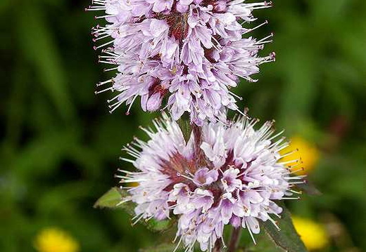 Water Mint (Mentha aquatica)