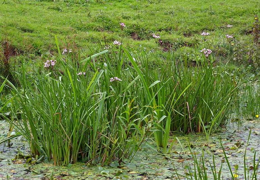 Flowering Rush (Butomus umbellatus)