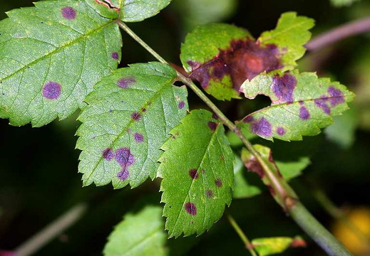 Rose Black-spot (Diplocarpon rosae)