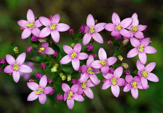 Common Centaury (Centaurium erythraea)