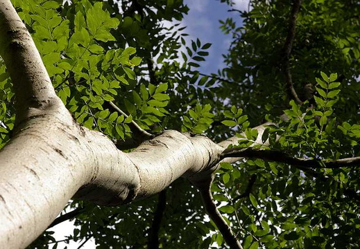 Common Ash (Fraxinus excelsior)