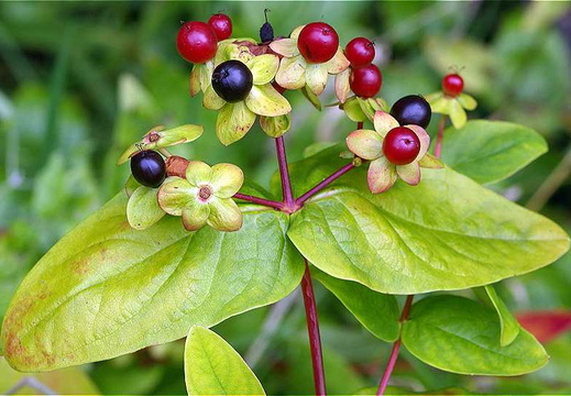Tutsan (Hypericum androsaemum)
