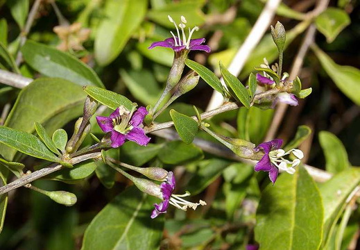 Duke of Argyll's Tea Tree (Lycium barbarum)