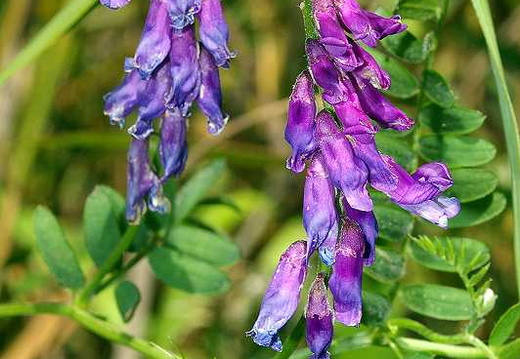 Tufted Vetch (Vicia cracca)