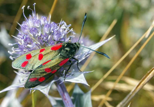Six-spot Burnet (Zygaena filipendulae)