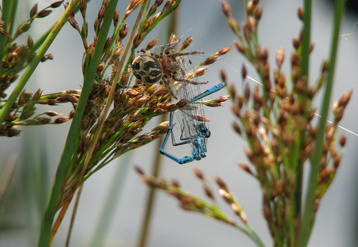 A Spider (Larinioides cornutus)