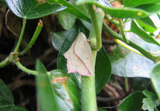 Blood-vein (Timandra griseata)