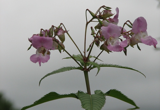 Himalayan Balsam (Impatiens glandulifera)