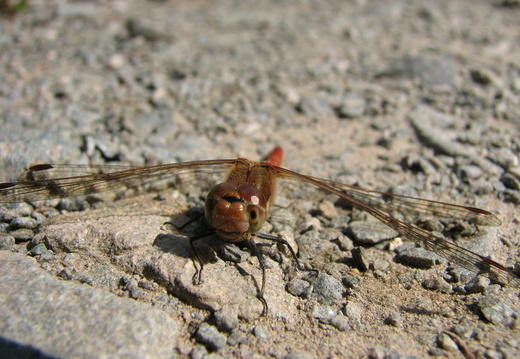 Common Darter (Sympetrum striolatum) (173)