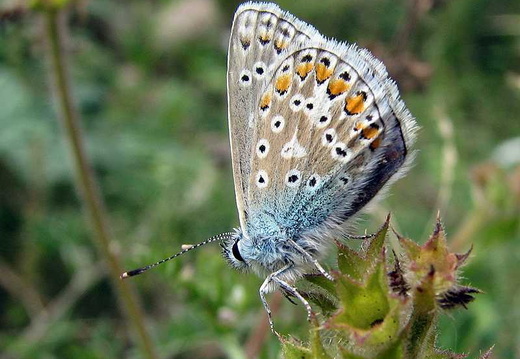 Common Blue (Polyommatus icarus) (175)