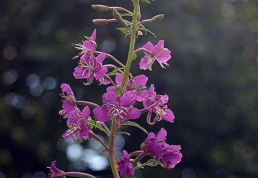 Rosebay Willowherb (Chamerion angustifolium) (177)