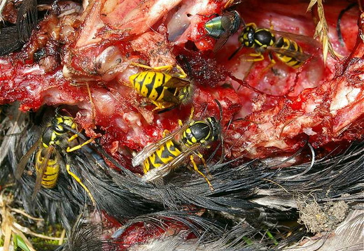 Common Wasp (Vespula vulgaris)