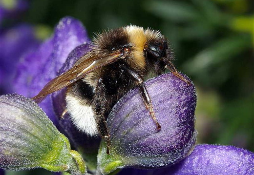 White-tailed Bumblebee (Bombus lucorum)