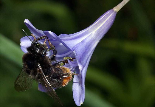 Large Red-tailed Bumblebee (Bombus lapidarius)