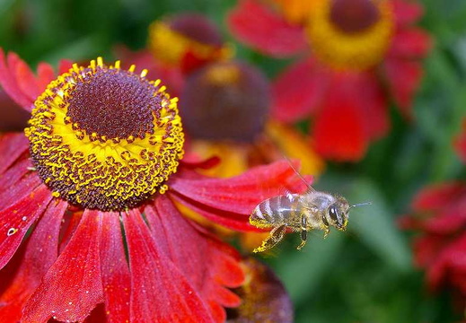Honey Bee (Apis mellifera)