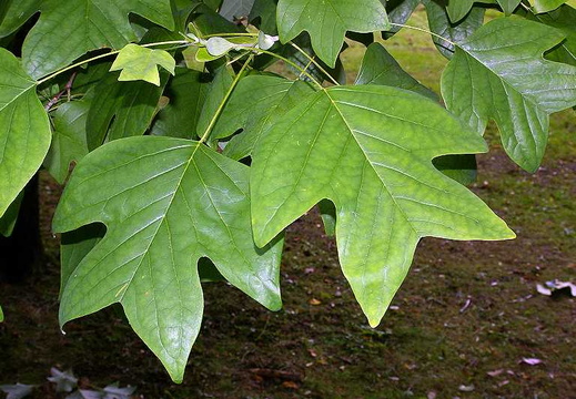 Tulip Tree (Liriodendron tulipifera)