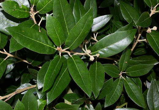 Evergreen Oak (Quercus ilex)