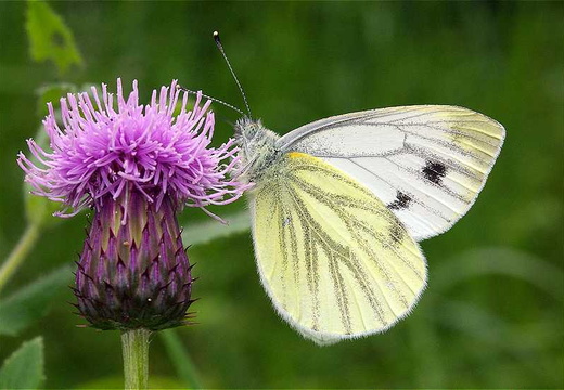 Green-Veined White (Pieris napi) (185)