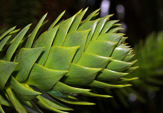 Monkey-Puzzle (Araucaria araucana) (187)
