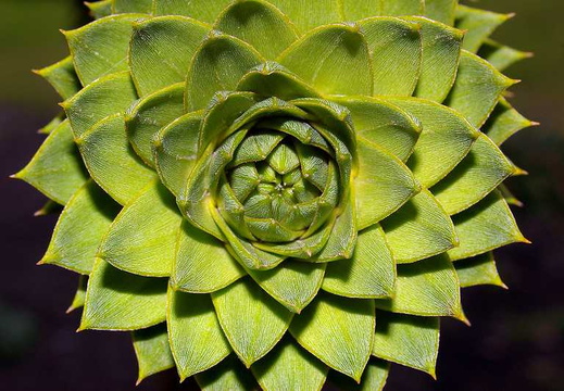 Monkey-Puzzle (Araucaria araucana) (188)