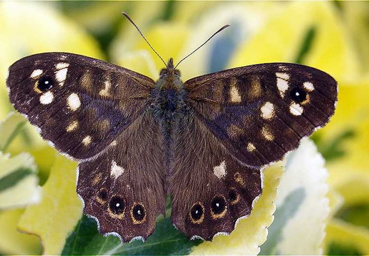 Speckled Wood (Pararge aegeria) (193)
