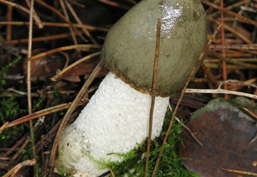 Stinkhorn (Phallus impudicus) (197)