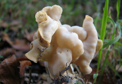 White Saddle (Helvella crispa)