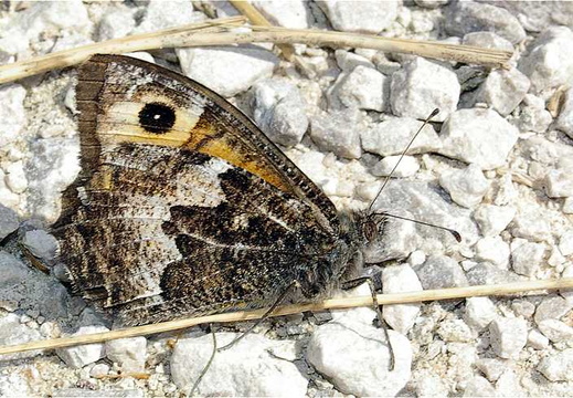 Grayling (Hipparchia semele)