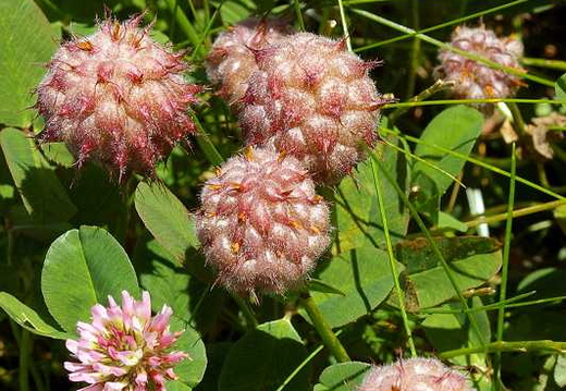 Strawberry Clover (Trifolium fragiferum)