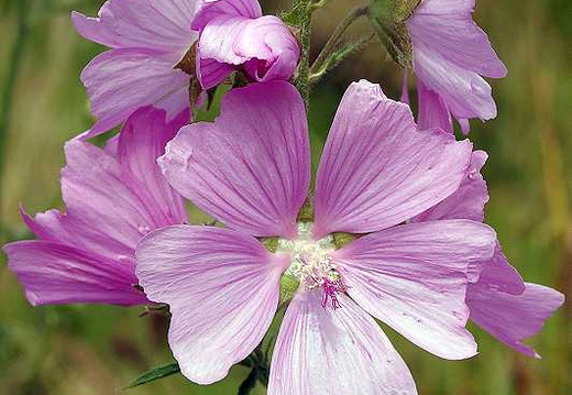 Musk Mallow (Malva moschata)