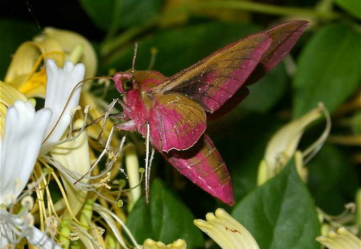 Elephant Hawk-moth (Deilephila elpenor)