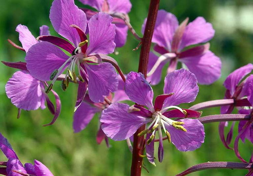 Rosebay Willowherb (Chamerion angustifolium) (205)