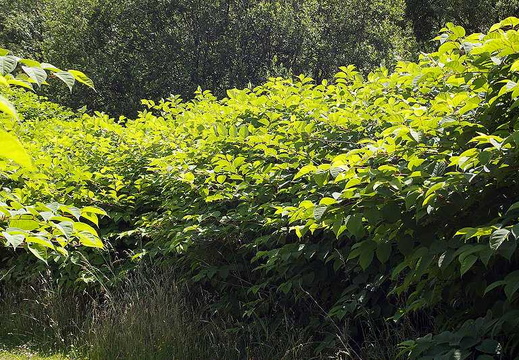 Japanese Knotweed (Fallopia japonica)