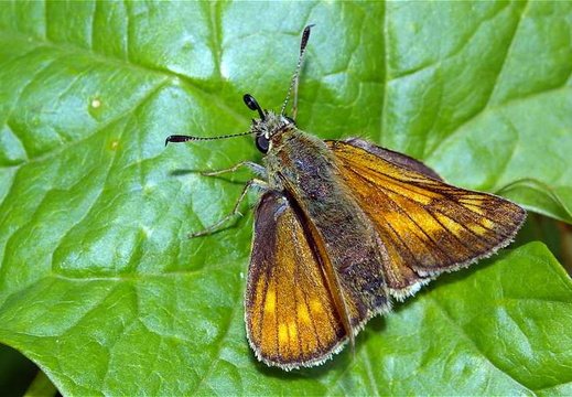 Large Skipper (Ochlodes venata faunus) (207)