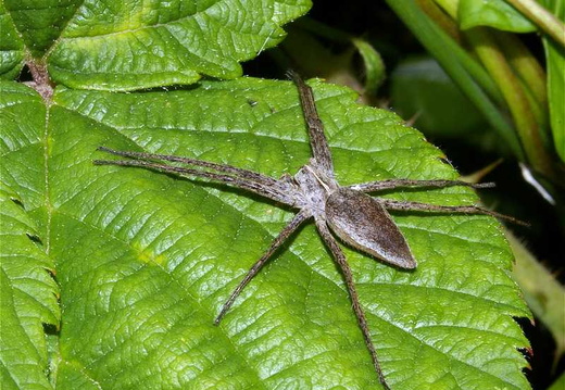 Nursery Web Spider (Pisaura mirabilis)
